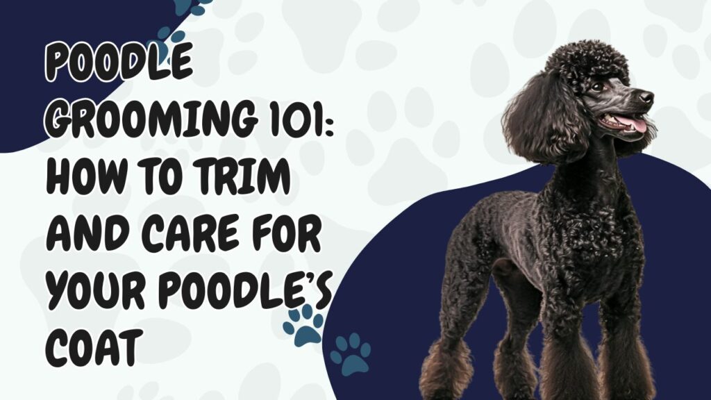 Poodle Grooming 101: How to Trim and Care for Your Poodle’s Coat