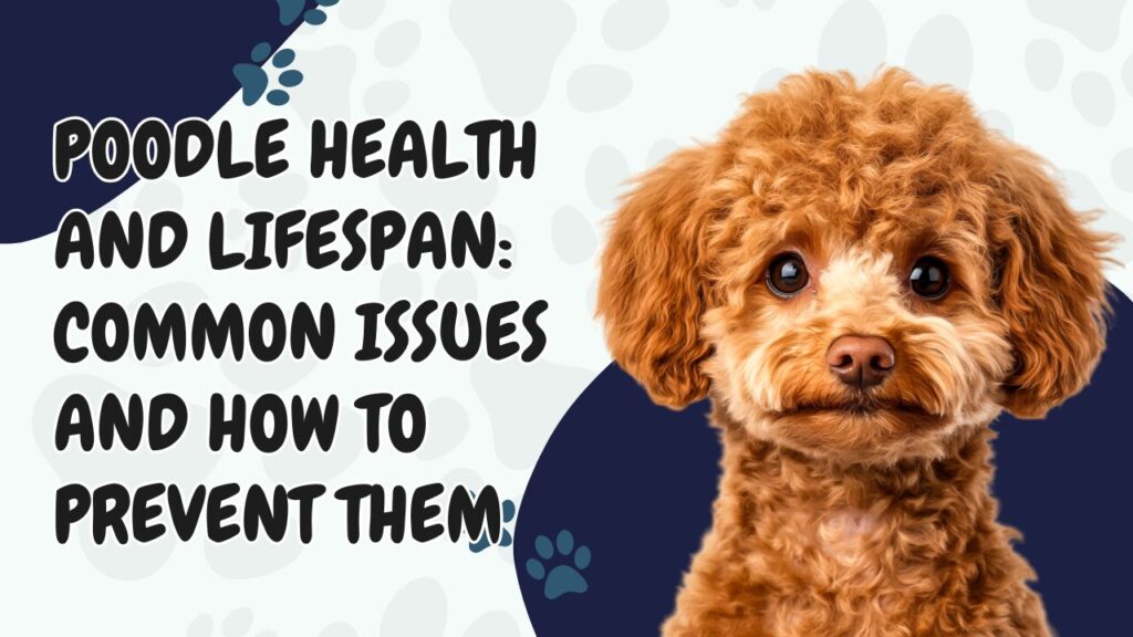 Poodle Health and Lifespan: Common Issues and How to Prevent Them