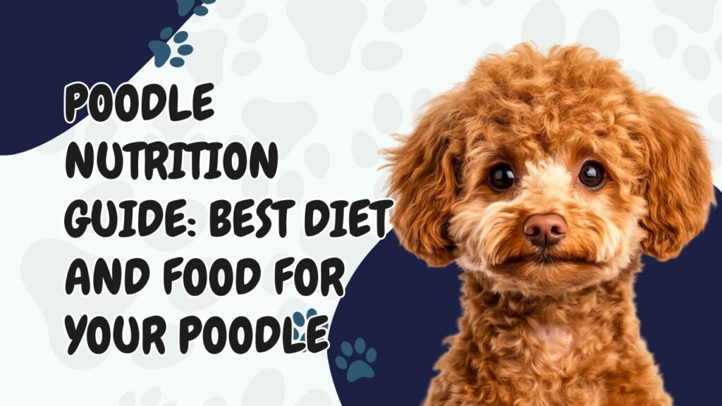 Poodle Nutrition Guide The Best Diet and Food for Your Poodle