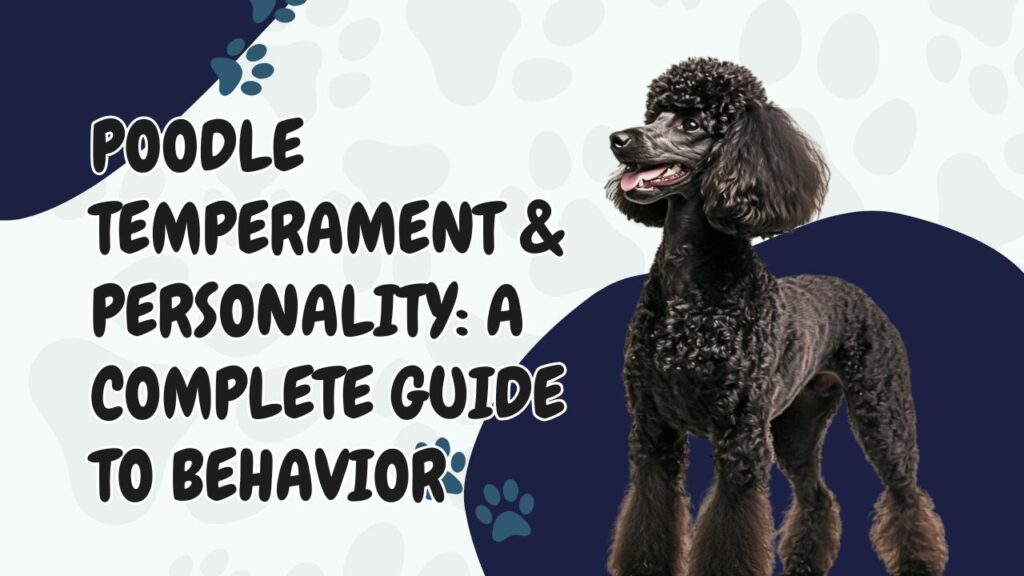 Poodle Temperament & Personality A Complete Guide to Behavior