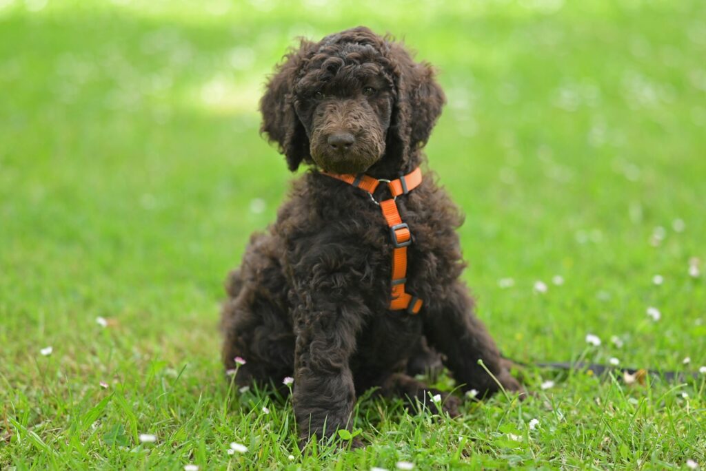 Poodle puppy