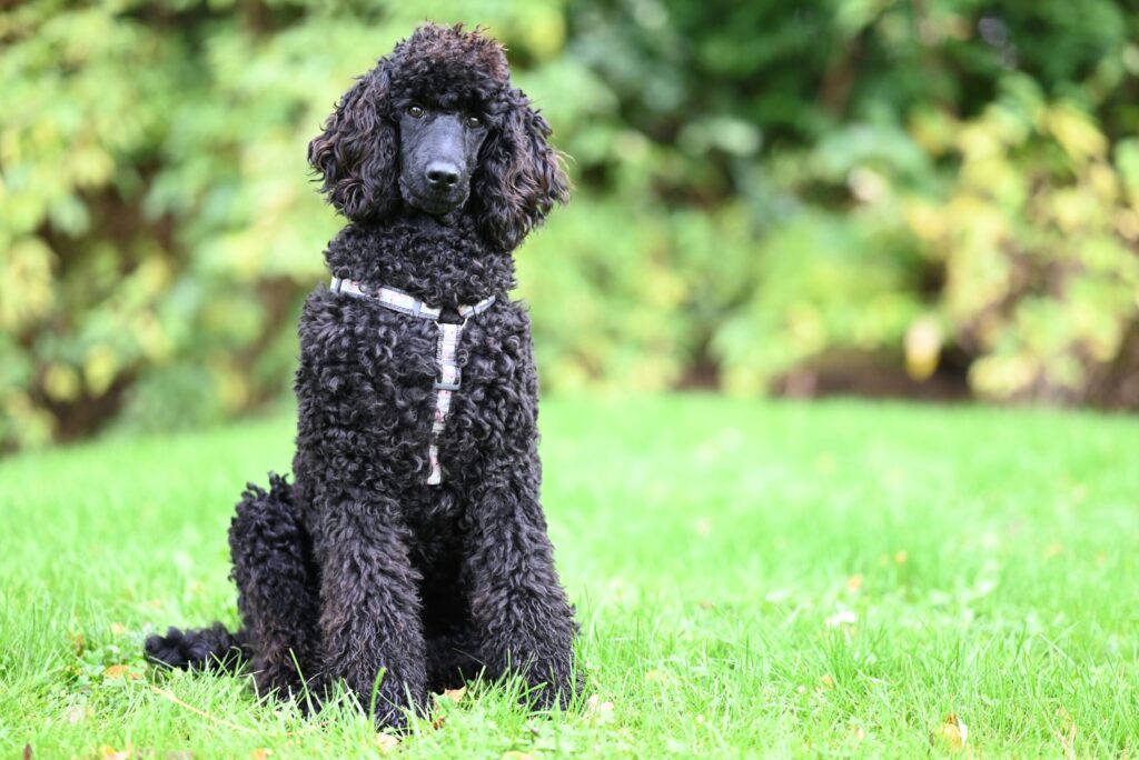 Standard Poodle
