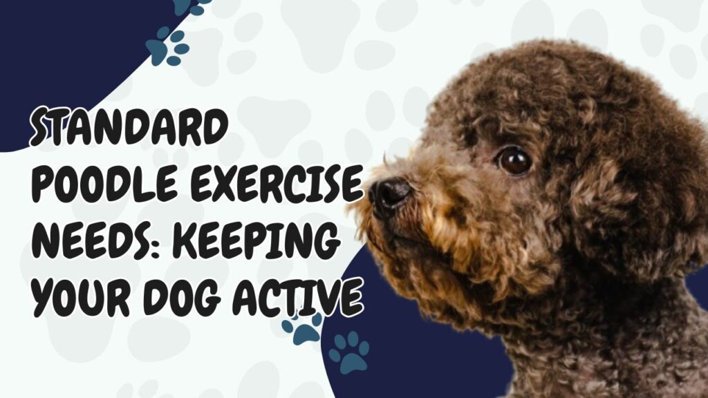 Standard Poodle Exercise Needs
