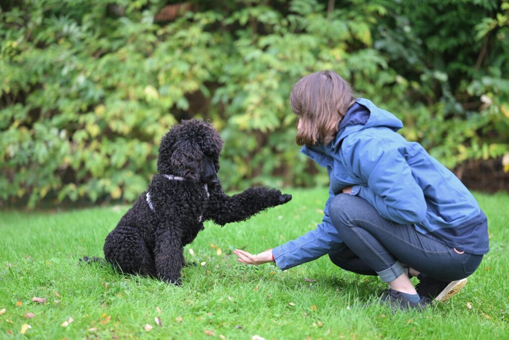 Standard Poodle giving paw