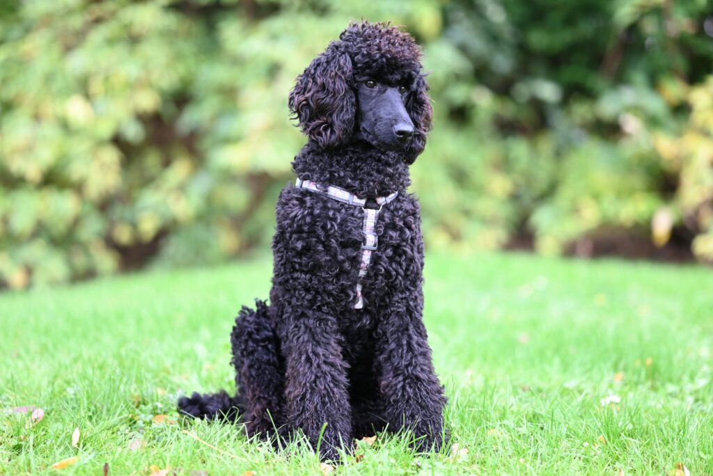 Standard Poodle history