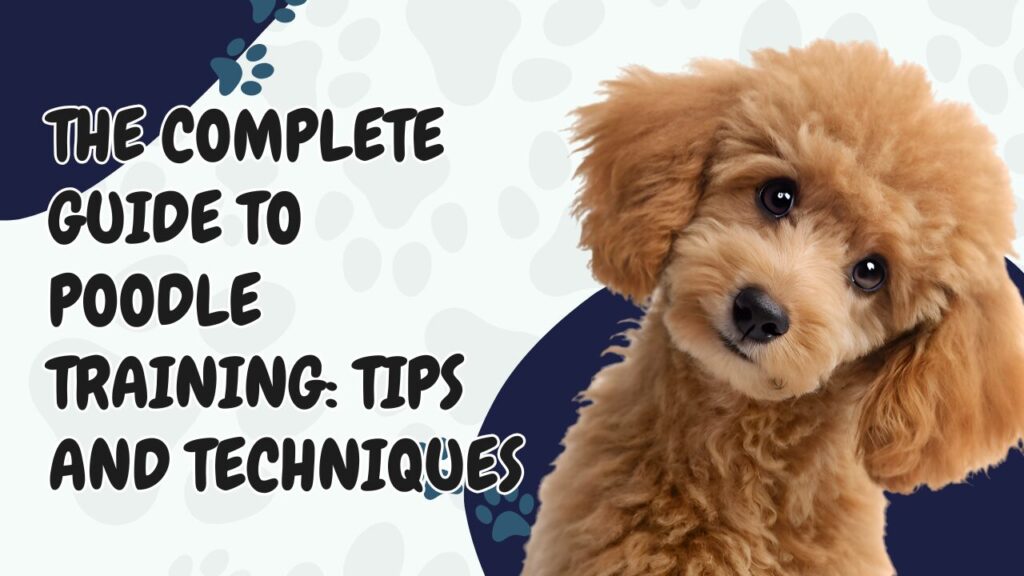 The Complete Guide to Poodle Training: Tips and Techniques