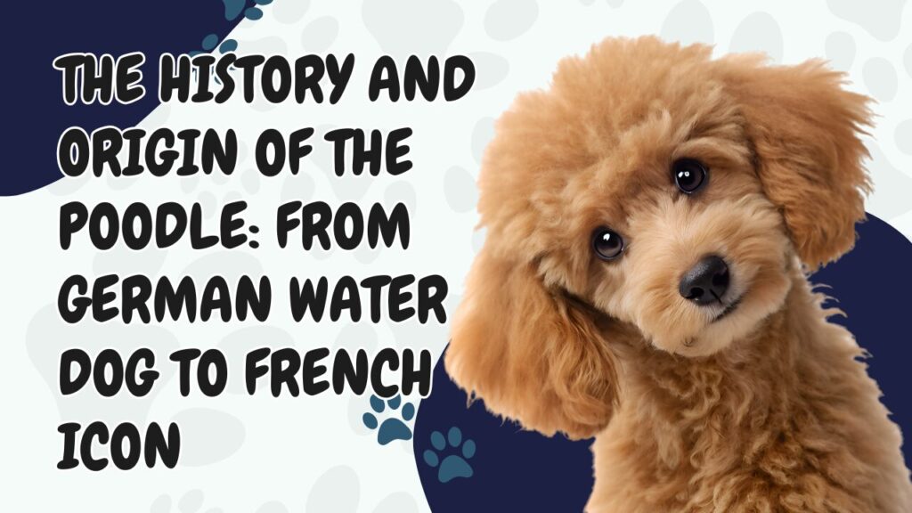 The History and Origin of the Poodle: From German Water Dog to French Icon