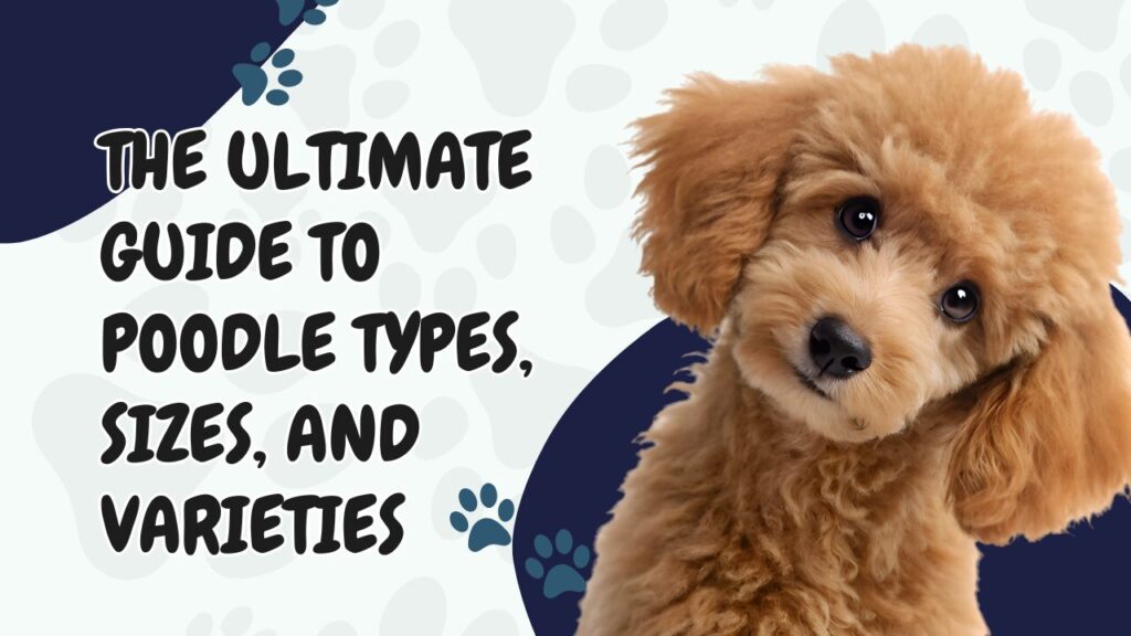 The Ultimate Guide to Poodle Types, Sizes, and Varieties
