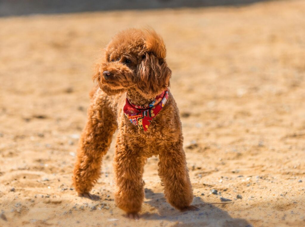 Toy Poodle outside